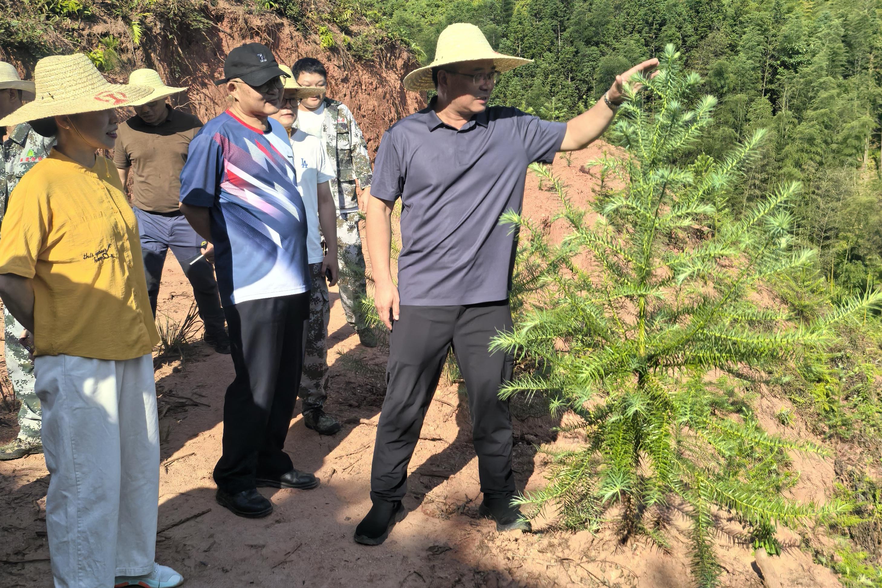 福建省林科院副院長鄭仁華一行蒞臨福建金森 指導森林資源培育工作